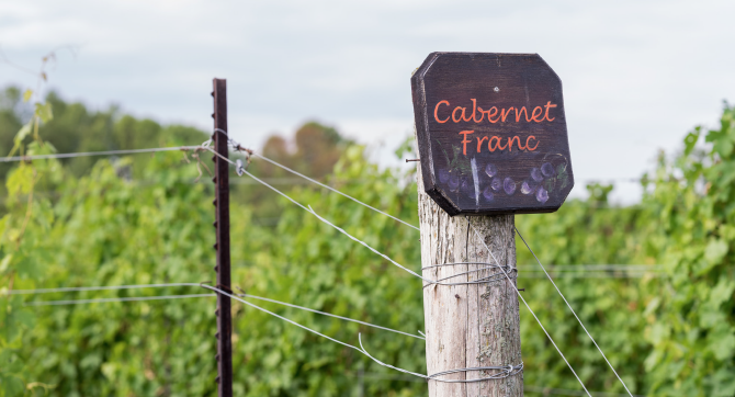 Cabernet Franc vineyard