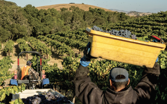 Paso Robles harvest workers